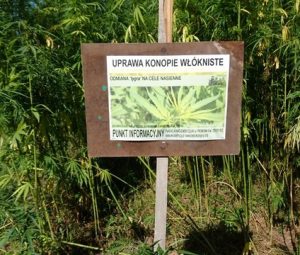 Pole marihuany