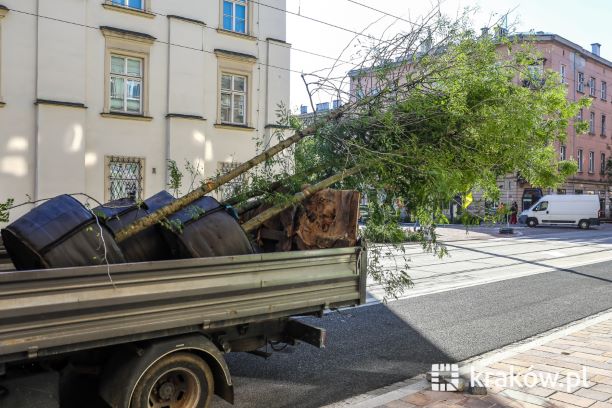 Drzewa na ulicy Krakowskiej