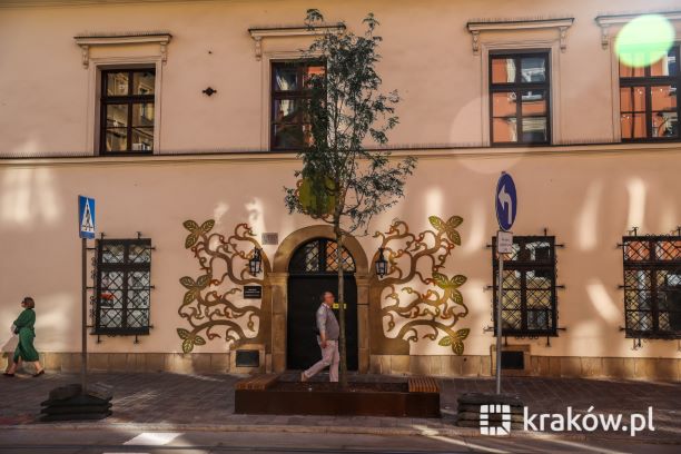 Drzewa na ulicy Krakowskiej