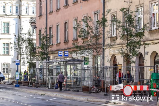 Drzewa na ulicy Krakowskiej