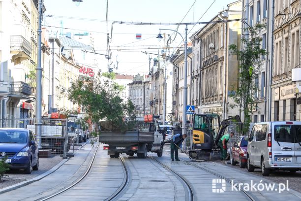 Drzewa na ulicy Krakowskiej
