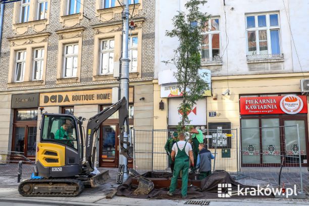 Drzewa na ulicy Krakowskiej