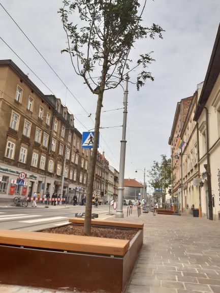 Drzewa na ulicy Krakowskiej