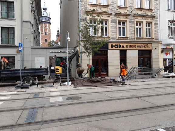 Drzewa na ulicy Krakowskiej