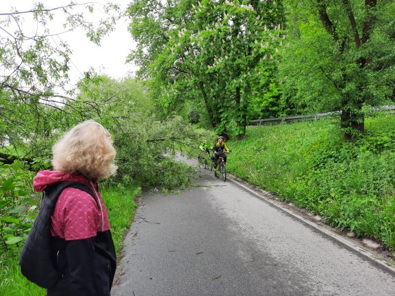 Drzewo na ścieżce rowerowej do Tyńca
