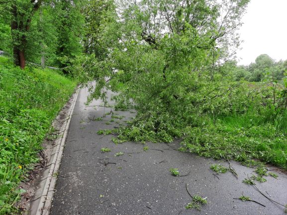Drzewo na ścieżce rowerowej do Tyńca