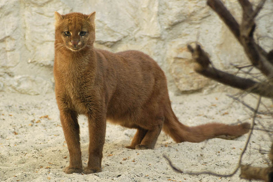 Jaguar