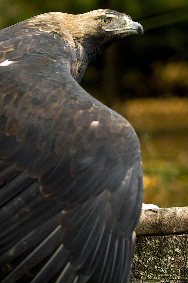 Orzel cesarski