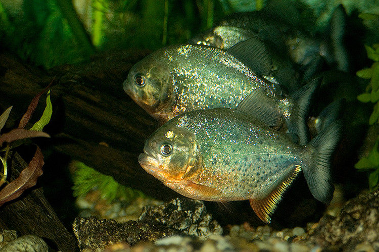 Pirania czerwona