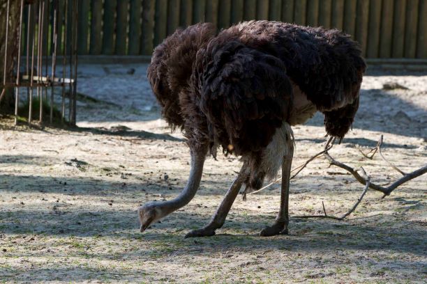 ZOO w Krakowie