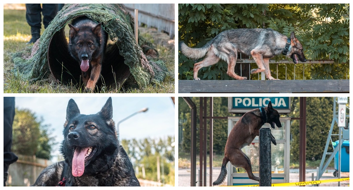 Oto najlepsze psy policyjne w Małopolsce [dużo zdjęć]