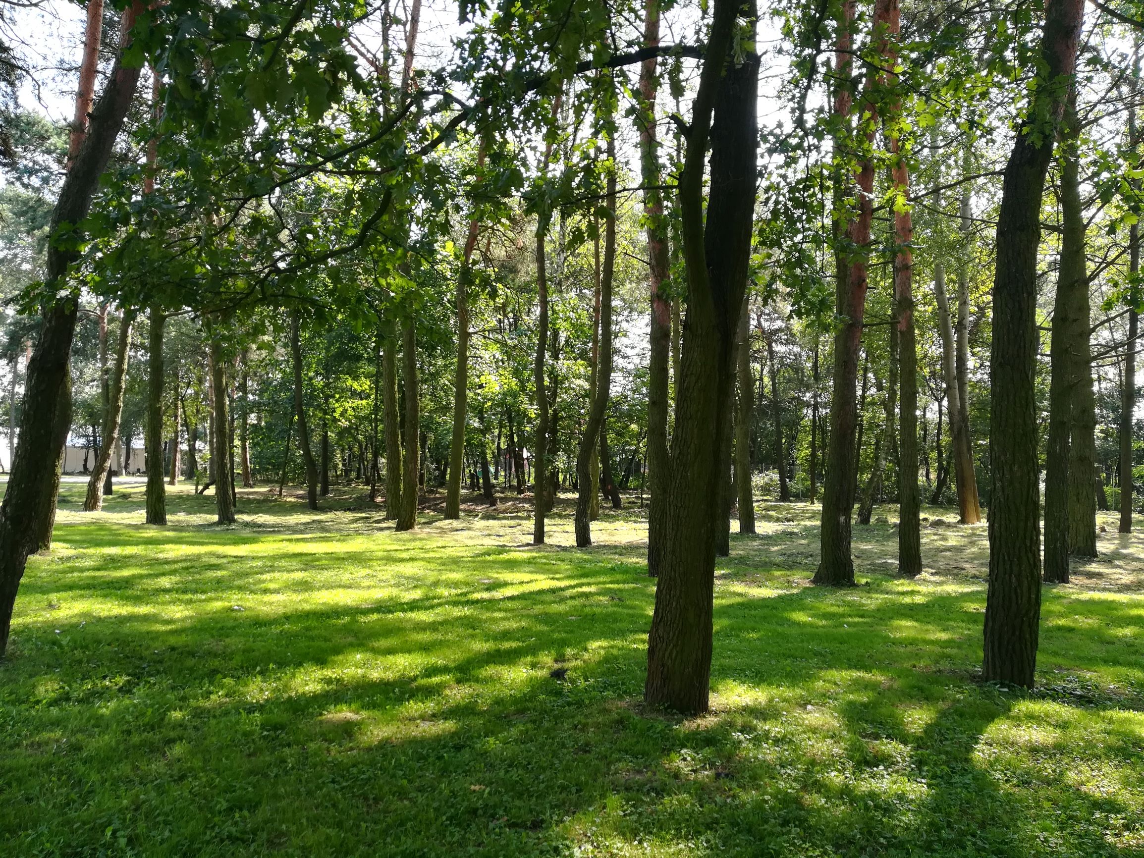 Miasto kupiło 4 hektary lasu za 151 tysięcy złotych