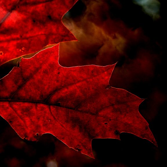 Fot. Pixabay