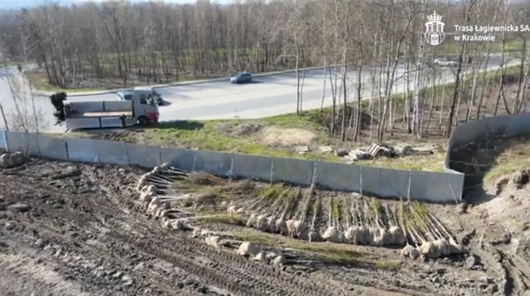 Sadzą drzewa nad tunelem trasy Łagiewnickiej w rejonie Białych Mórz [video]
