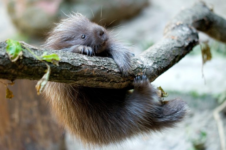 Fot. ZOO Kraków
