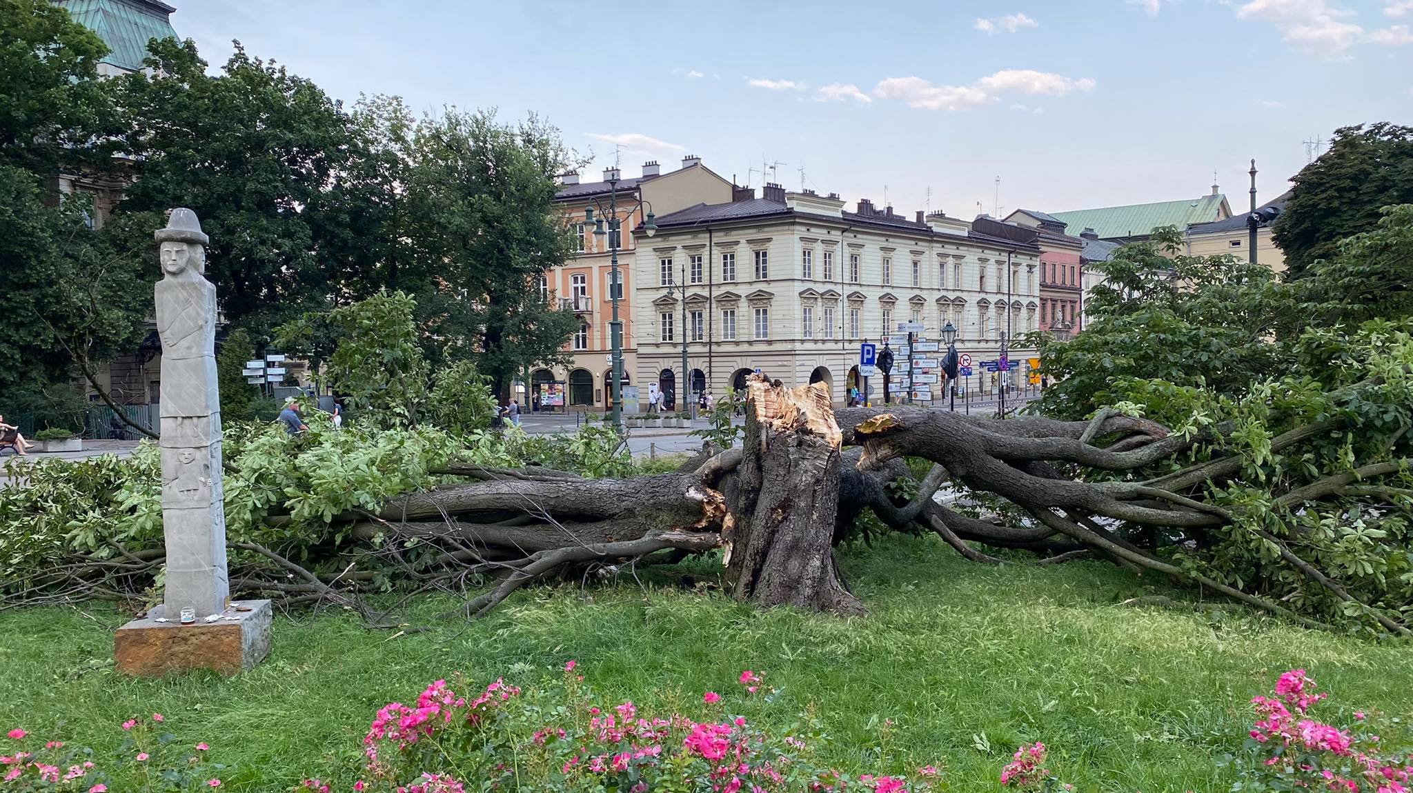 Obok złamanego kasztanowca pod Wawelem zostanie posadzone bliźniacze drzewo