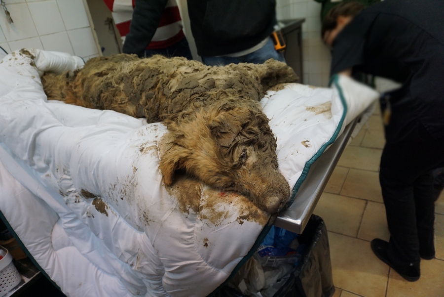 Znalazł się właściciel „zakopanego żywcem” psa. I jest zupełnie inna wersja wydarzeń