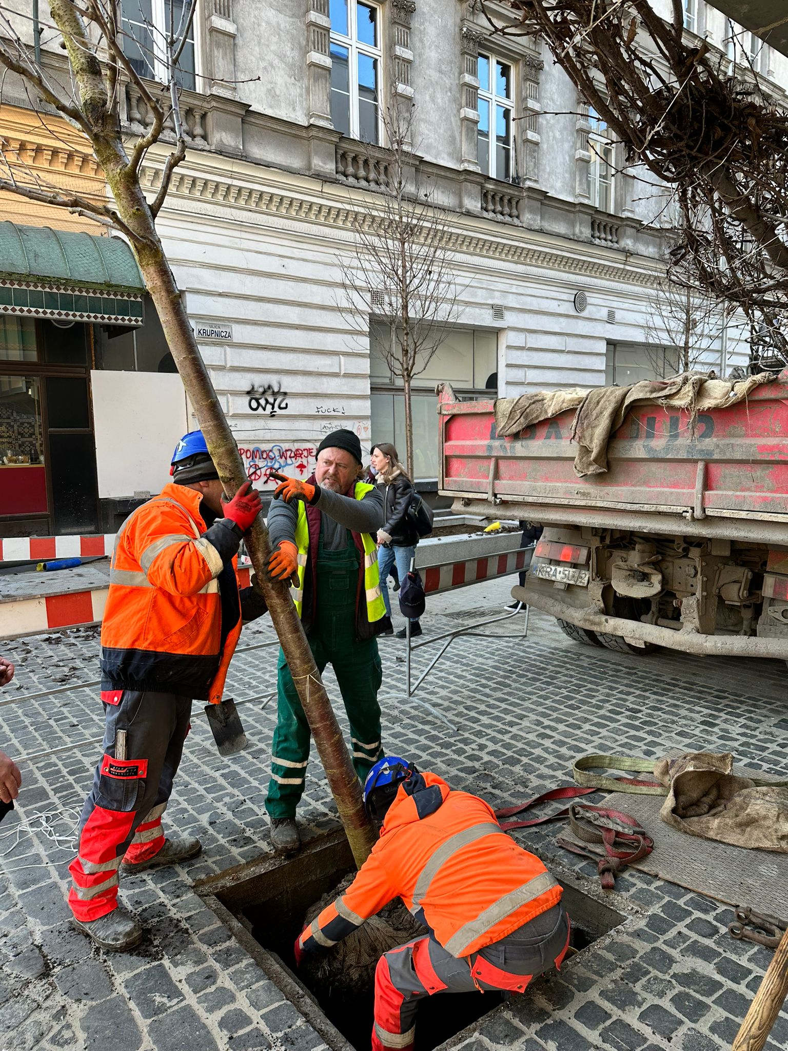 Pierwsze drzewa już na Krupniczej. Przyjechały z Holandii