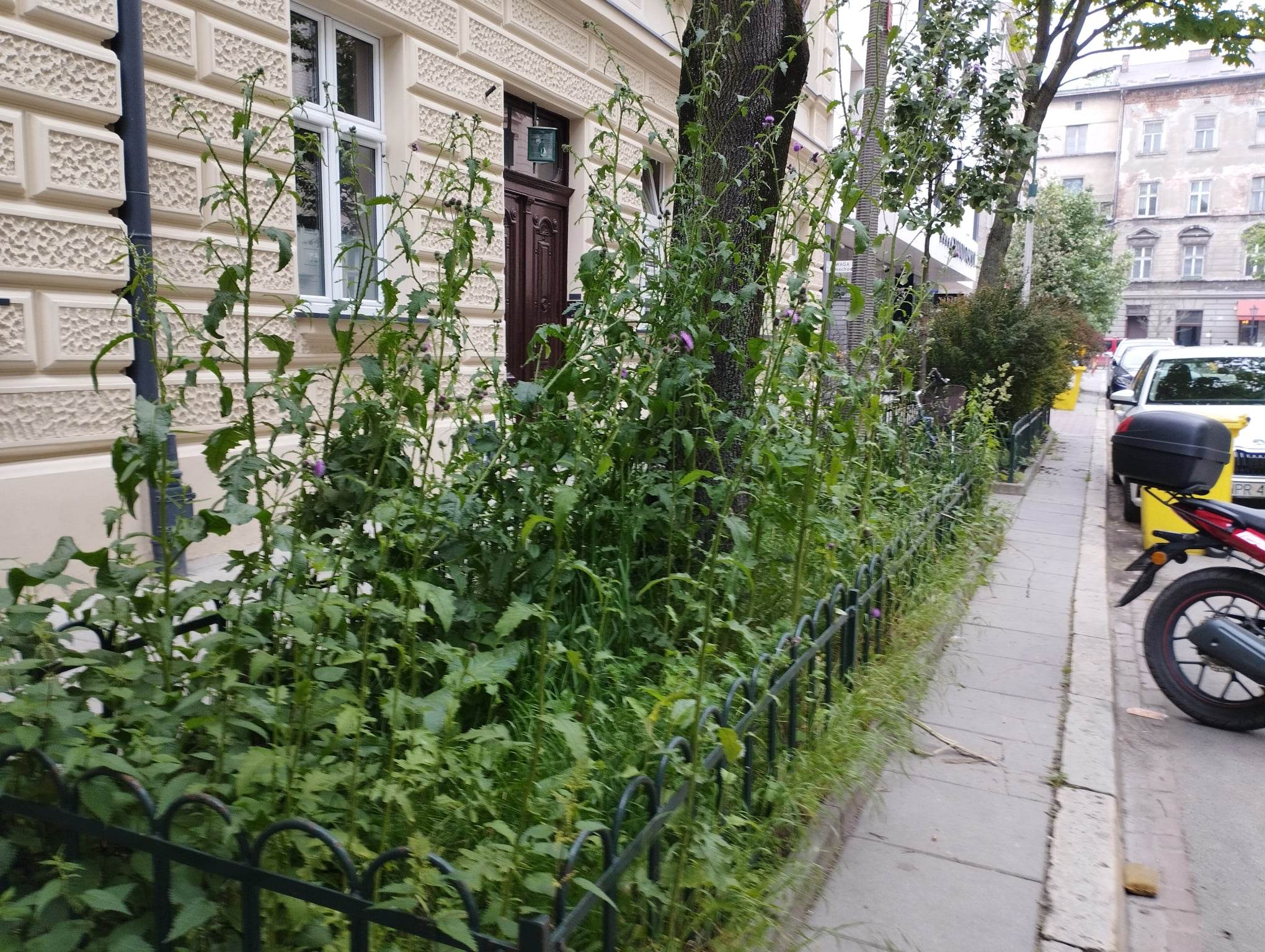 Gigantyczne chwasty w centrum Krakowa. Natura wyręczyła urzędników (galeria)