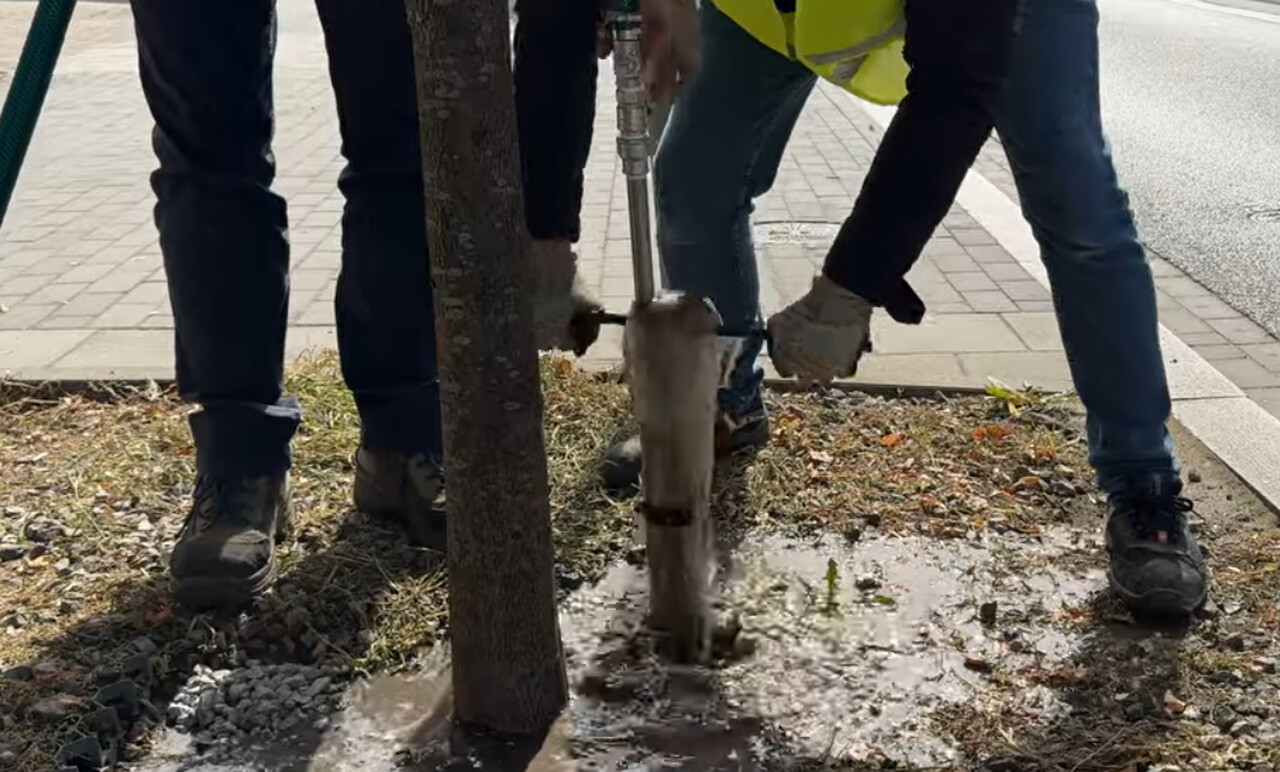 Z kartonu, kamieni i wody. Miasto testuje nowy sposób na oddech dla drzew