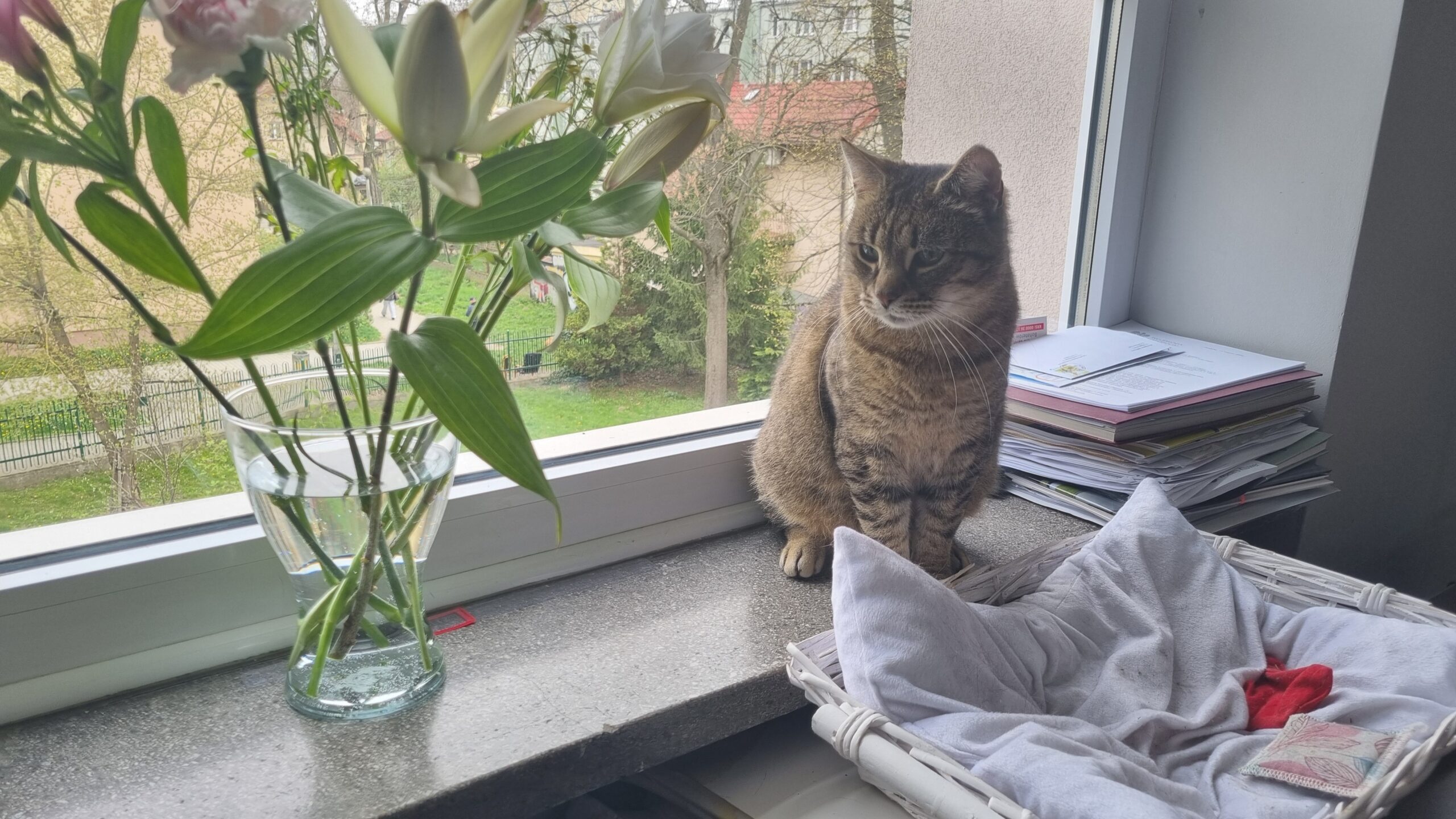 Ma własne „stanowisko” i wynagrodzenie. Poznaj Burusia z krakowskiego ZBK