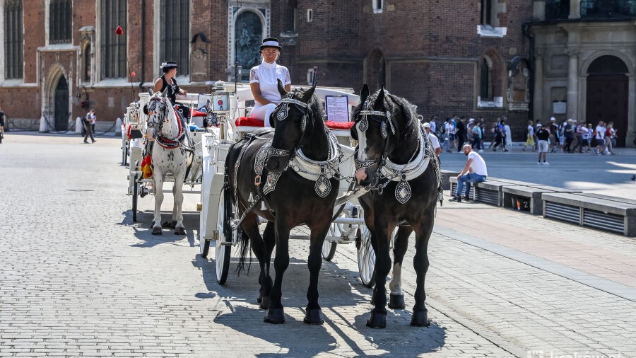 Mocny apel ws. krakowskich koni dorożkarskich. „Koń nie jest rekwizytem”