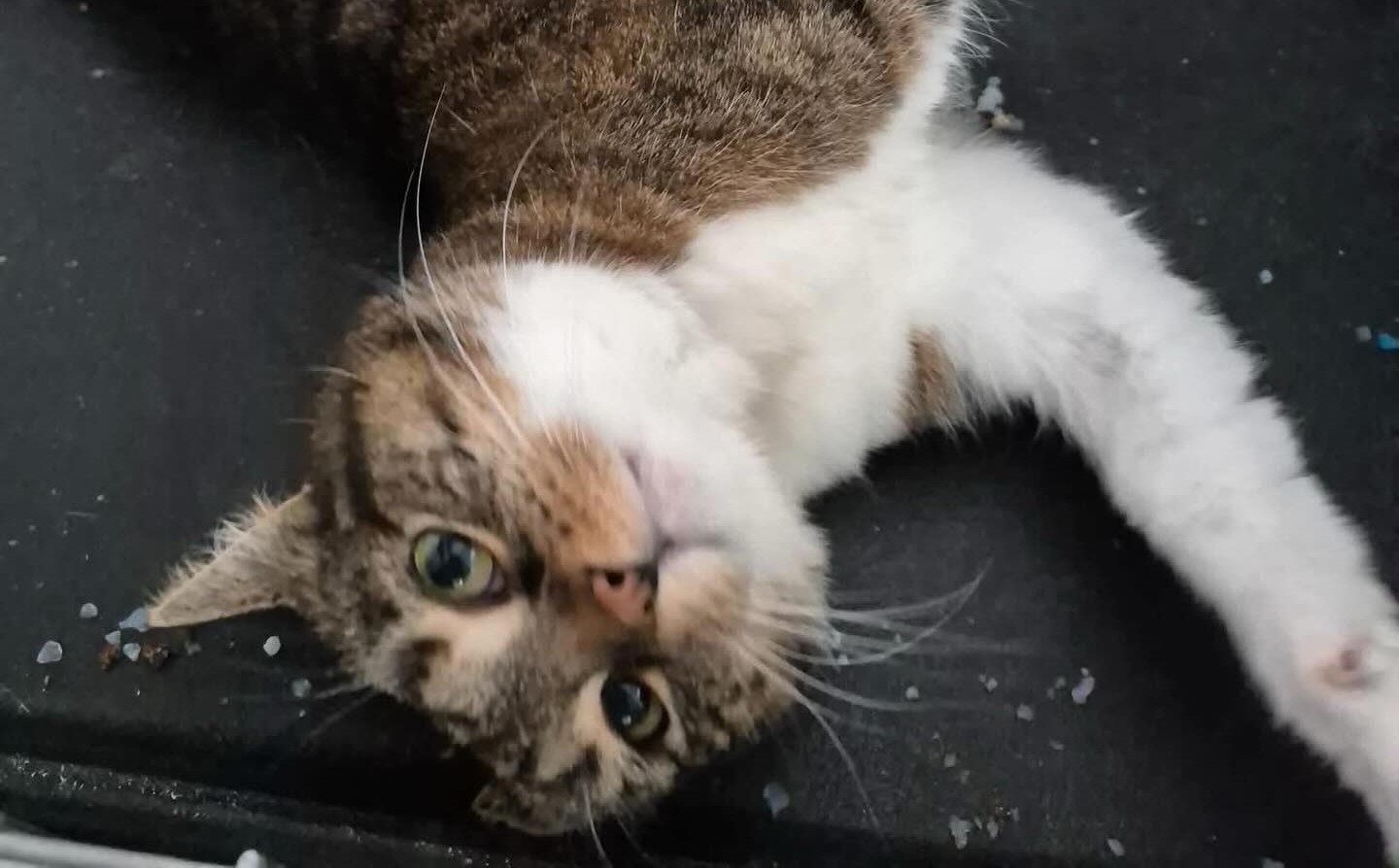 „Jeszcze raz bardzo prosimy o dom dla Toli”. KTOZ szuka schronienia dla kotki