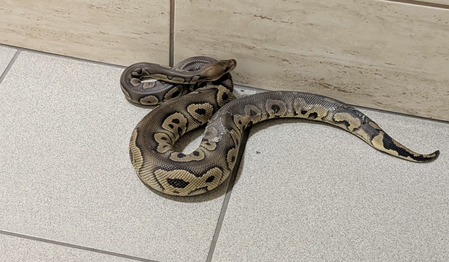 W mieszkaniu na Prądniku Białym znaleziono… 148 pytonów królewskich