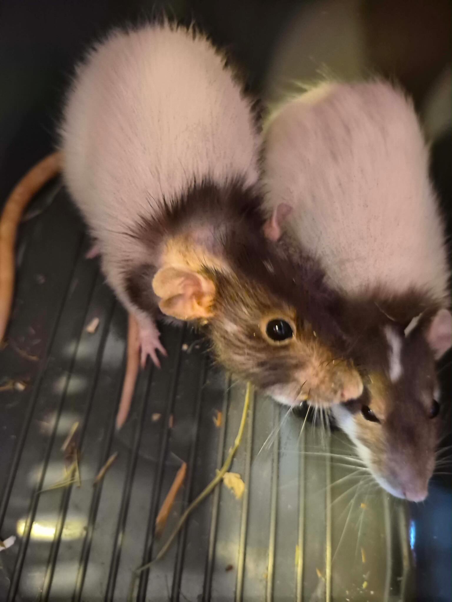 Wyrzucili zwierzęta na ulice jak śmieci. „To wyciska łzy z oczu” [ZDJĘCIA]