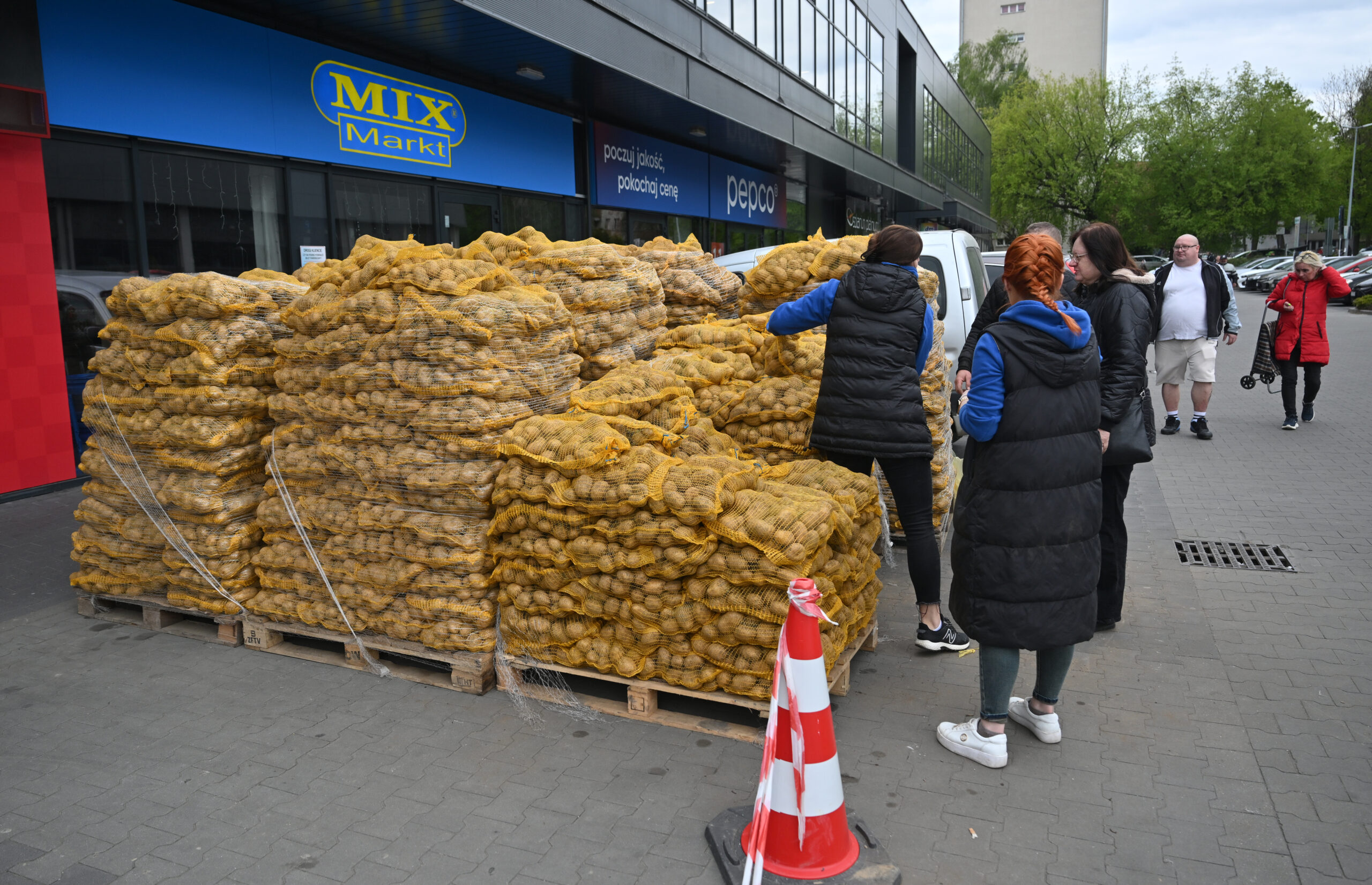 Darmowe warzywa dla mieszkańców. Trwa akcja „Chodźże żywo po warzywo” (ZDJĘCIA)