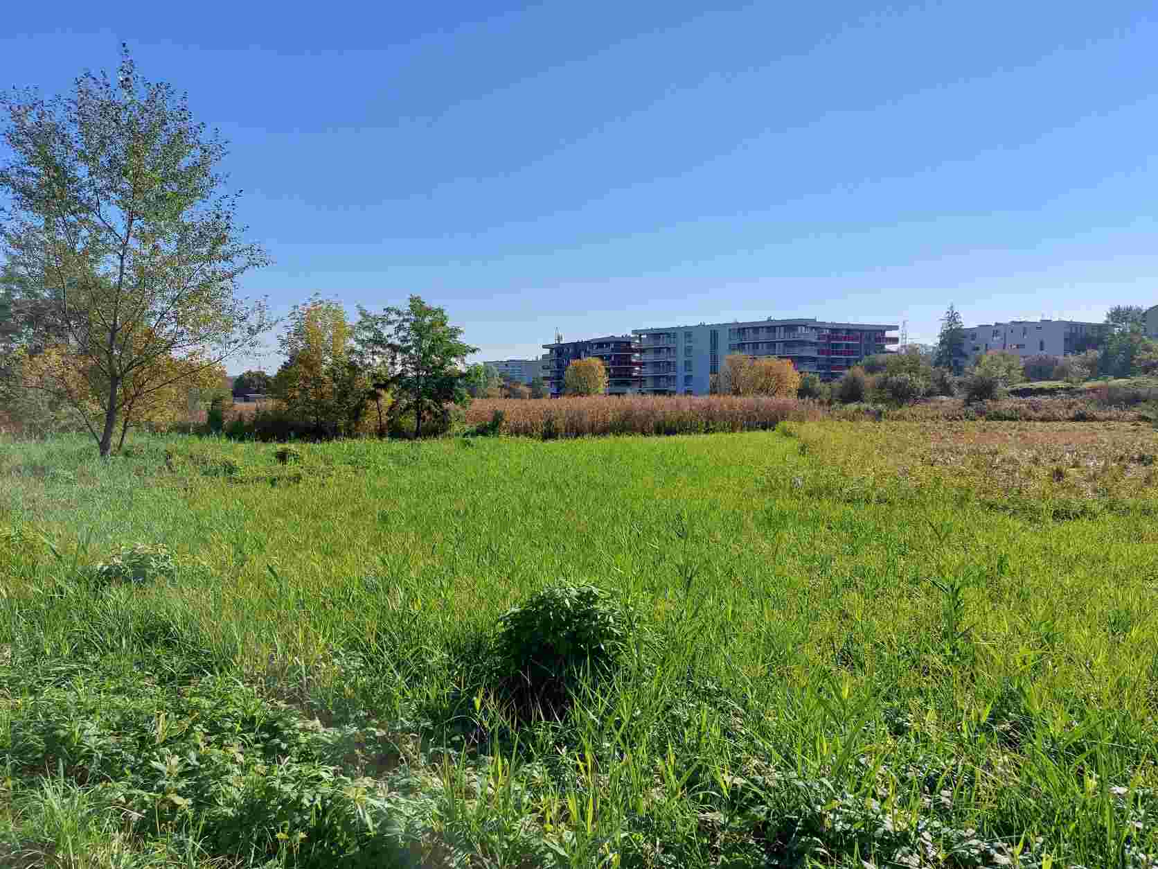 Nie będzie kanału ulgi. Czy powstanie 4-kilometrowy park? Czas na ochronę tego terenu przed zakusami deweloperów