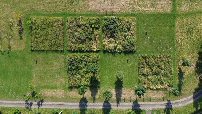 Kosić czy nie kosić? Na to pytanie odpowiedzieli naukowcy z Uniwersytetu Jagiellońskiego