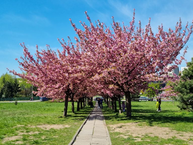 Czas na wycieczkę do Bronowic. Wiśnie już kwitną [zdjęcia, video]