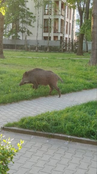 Dziki znów grasują po krakowskim osiedlu. „Ich kły sięgają wysokości tętnic udowych” [ZDJĘCIA]