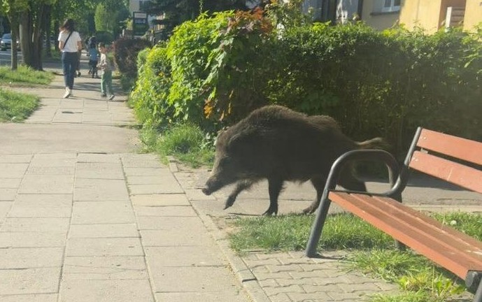 Dziki straszą mieszkańców Krakowa. Miasto odpowiada: To element miejskiego ekosystemu [TYLKO W KRKNEWS]