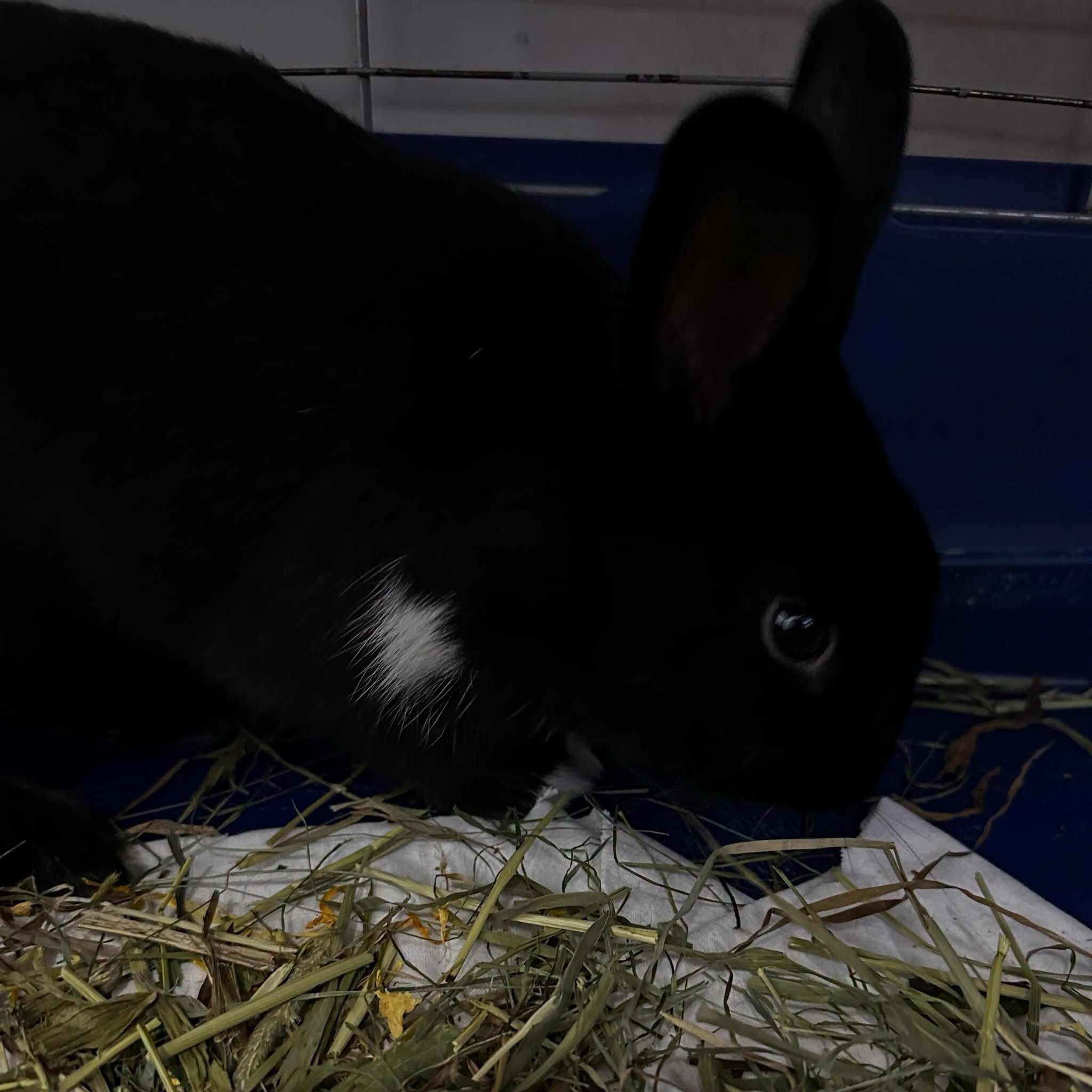 Kolejny królik został oddany. Teraz czeka na adopcję [ZDJĘCIA]